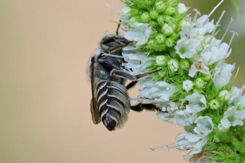 Réf. 334 443 : Megachile sp.